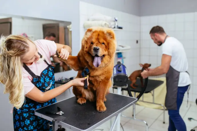 Vet examining a shaggy dog with owner present in a pet clinic