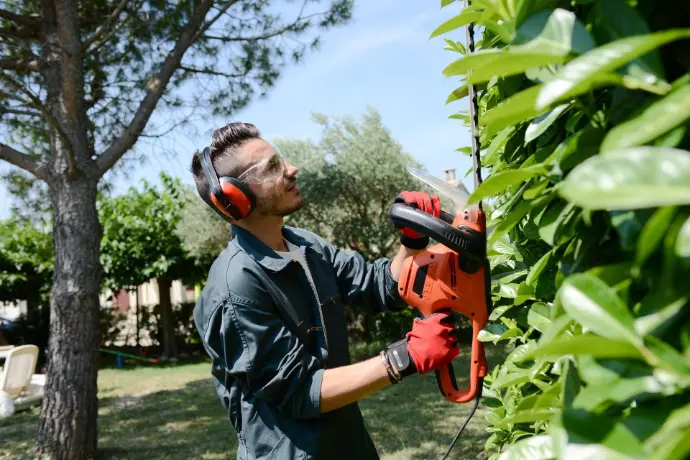 Landscape gardener trimming a hedge