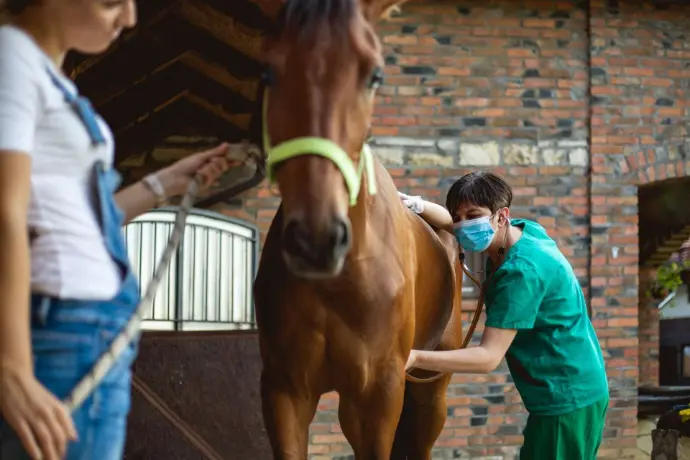 Veterinary surgeon treats horse
