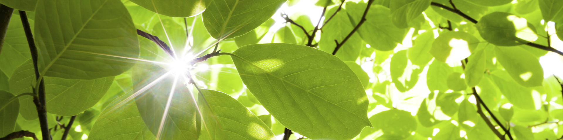 greennew